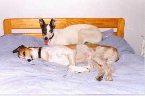 Greyhounds need comfortable bedding