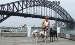 Hounds at the Harbour