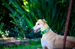 Recently Adopted Greyhounds